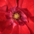 Roșu - Trandafir pentru straturi Floribunda - Paprika®